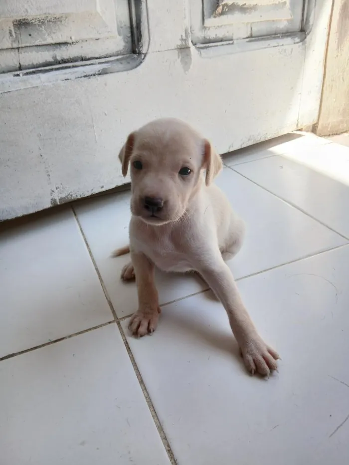 Cachorro raça SRD-ViraLata idade Abaixo de 2 meses nome Emma 