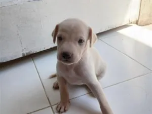 Cachorro raça SRD-ViraLata idade Abaixo de 2 meses nome Emma 