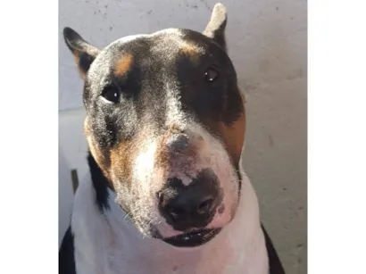 Cachorro raça Bull Terrier idade 4 anos nome Trovito