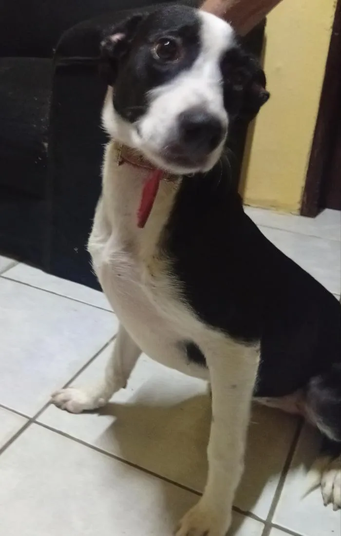 Cachorro raça SRD-ViraLata idade 2 a 6 meses nome pretinha 