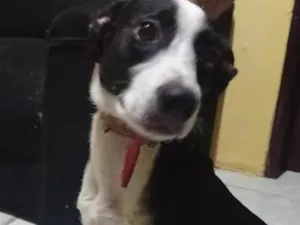 Cachorro raça SRD-ViraLata idade 2 a 6 meses nome pretinha 