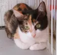 MARÍLIA TRICOLOR