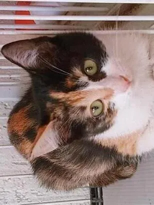 Gato raça SRD-ViraLata idade 2 a 6 meses nome MARÍLIA TRICOLOR