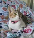 Safira