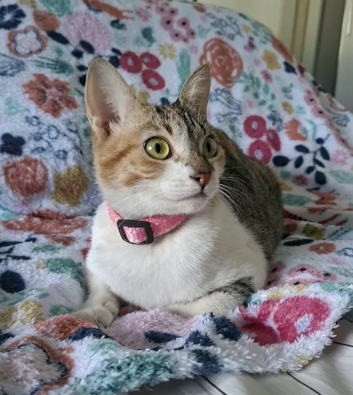 Gato raça SRD-ViraLata idade 7 a 11 meses nome Safira