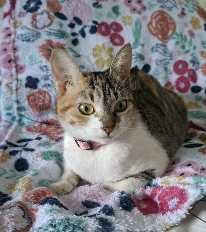 Gato raça SRD-ViraLata idade 7 a 11 meses nome Safira