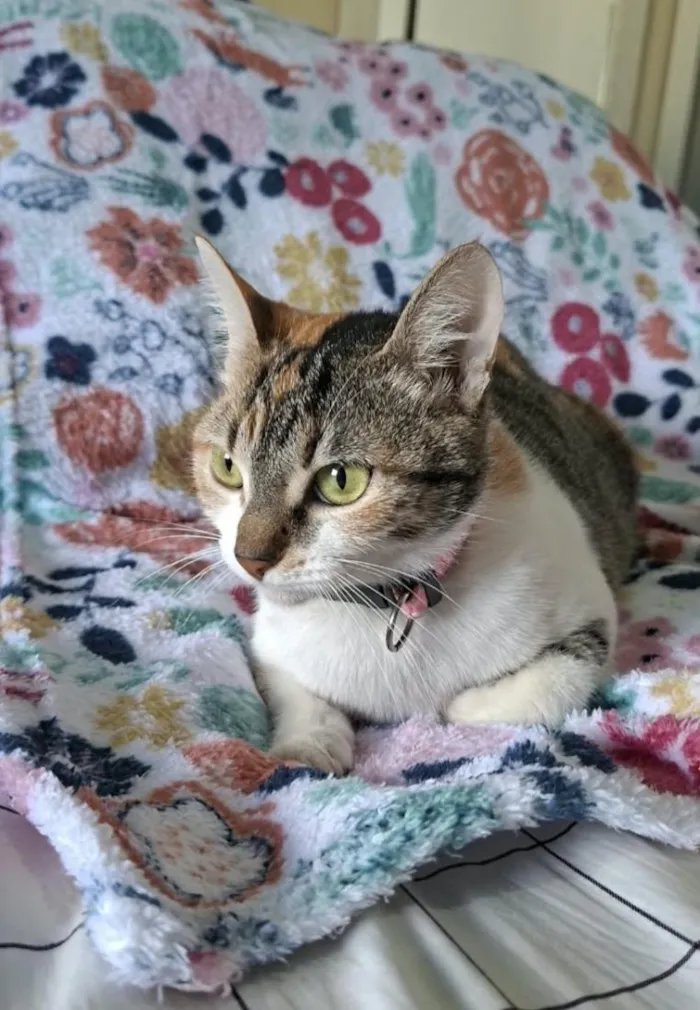 Gato raça SRD-ViraLata idade 7 a 11 meses nome Safira