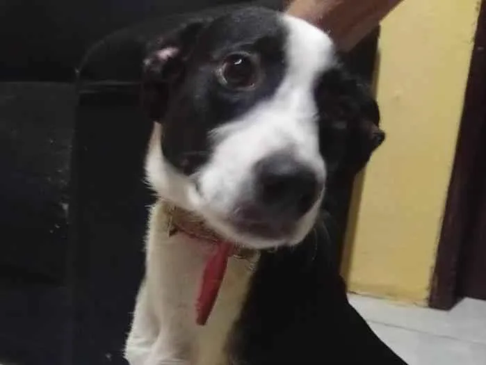 Cachorro raça SRD-ViraLata idade 2 a 6 meses nome pretinha 