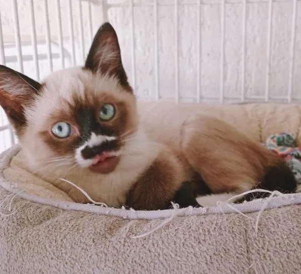 Gato raça Siamês idade 2 a 6 meses nome LINA MIX