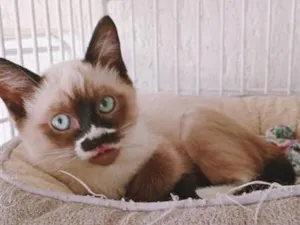 Gato raça Siamês idade 2 a 6 meses nome LINA MIX