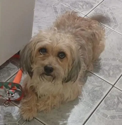Cachorro raça SRD-ViraLata idade 2 anos nome MESSI 