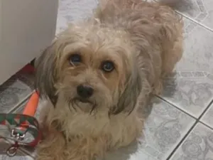 Cachorro raça SRD-ViraLata idade 2 anos nome MESSI 