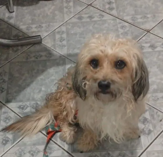 Cachorro raça SRD-ViraLata idade 2 anos nome MESSI 
