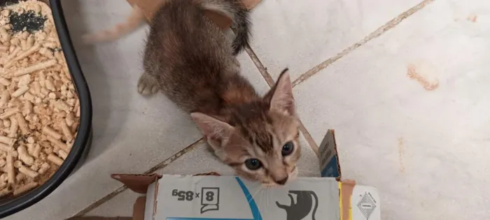 Gato raça SRD-ViraLata idade 2 a 6 meses nome rajadinha