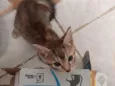rajadinha