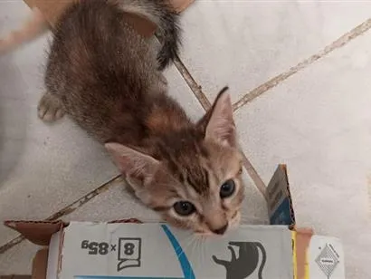 Gato raça SRD-ViraLata idade 2 a 6 meses nome rajadinha
