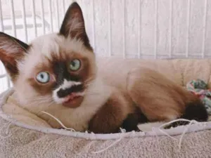 Gato raça Siamês idade 2 a 6 meses nome LINA MIX