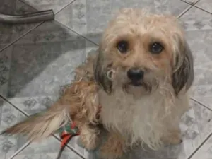 Cachorro raça SRD-ViraLata idade 2 anos nome MESSI 
