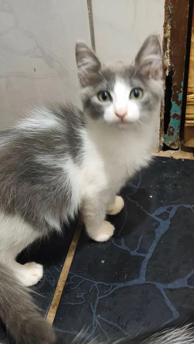 Gato raça SRD-ViraLata idade 2 a 6 meses nome tina e maicon