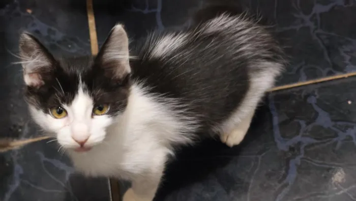 Gato raça SRD-ViraLata idade 2 a 6 meses nome tina e maicon