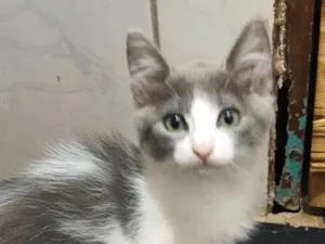 Gato raça SRD-ViraLata idade 2 a 6 meses nome tina e maicon