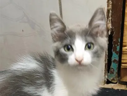 Gato raça SRD-ViraLata idade 2 a 6 meses nome tina e maicon