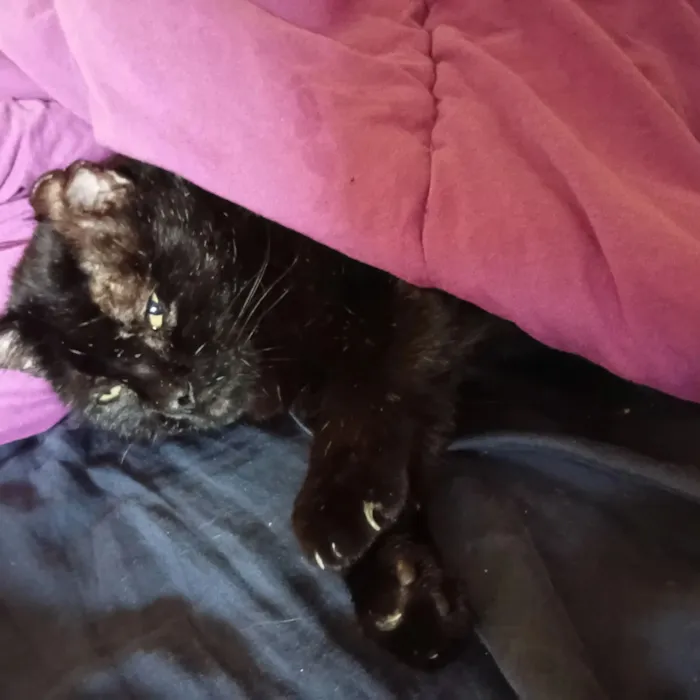 Gato raça SRD-ViraLata idade 4 anos nome Pittinho