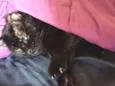 Pittinho
