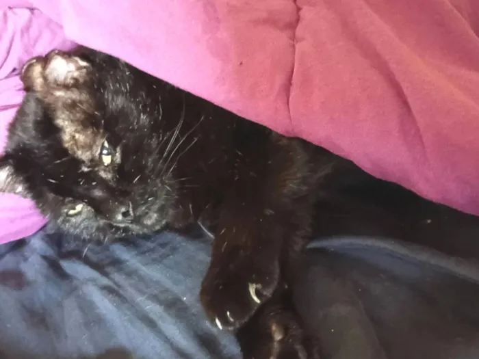 Gato raça SRD-ViraLata idade 4 anos nome Pittinho