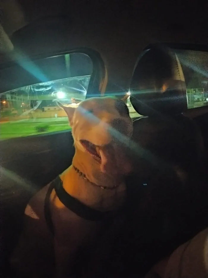 Cachorro raça Pit-Bull idade 5 anos nome Astor 