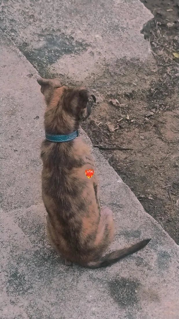 Cachorro raça SRD-ViraLata idade 1 ano nome Ragnar 