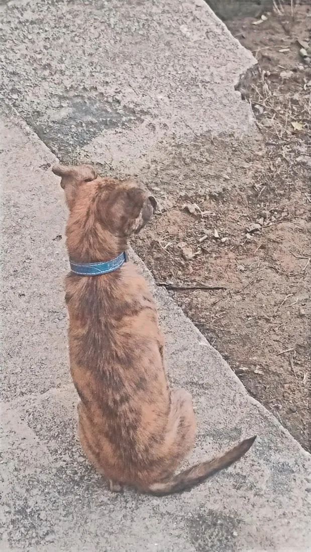 Cachorro raça SRD-ViraLata idade 1 ano nome Ragnar 