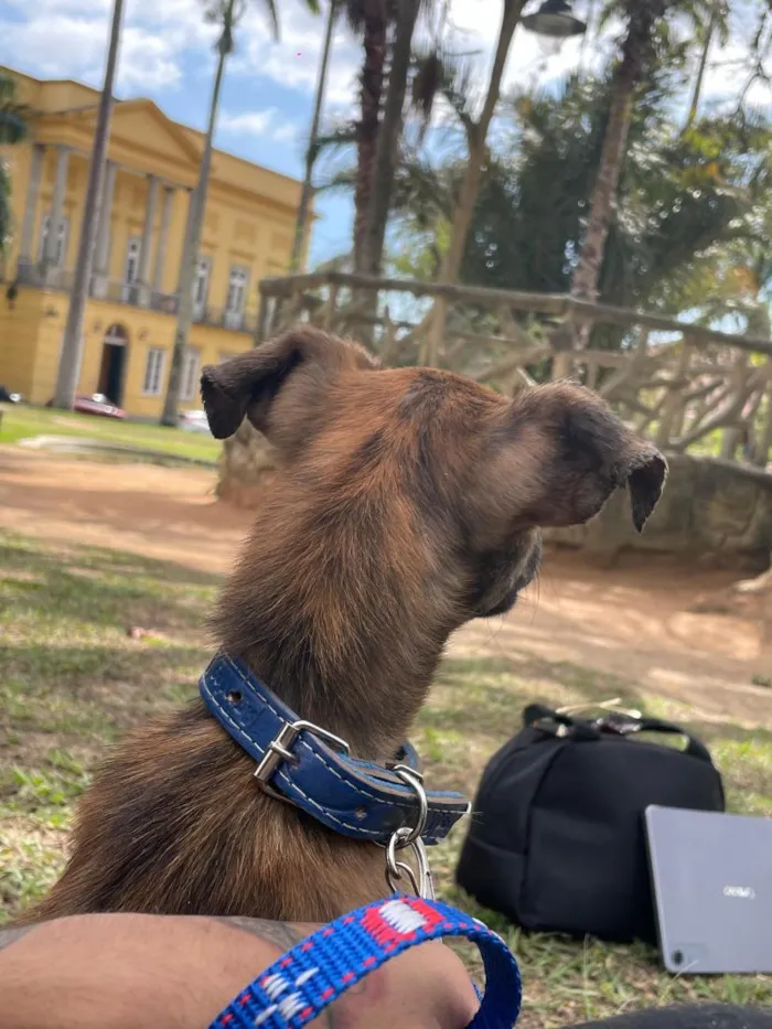 Cachorro raça SRD-ViraLata idade 1 ano nome Ragnar 