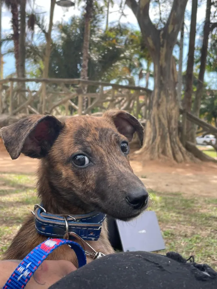 Cachorro raça SRD-ViraLata idade 1 ano nome Ragnar 