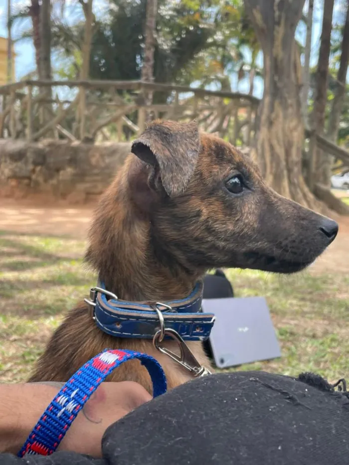 Cachorro raça SRD-ViraLata idade 1 ano nome Ragnar 