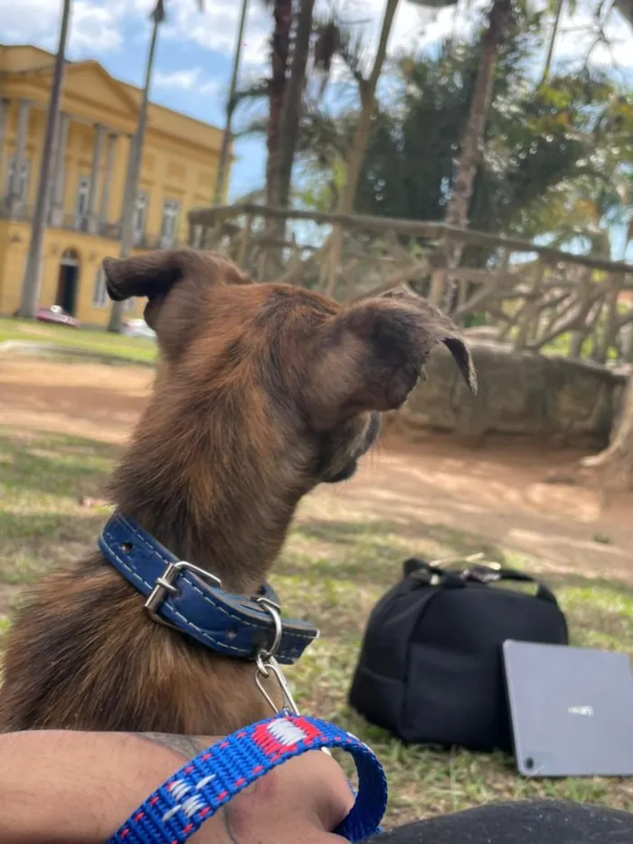 Cachorro raça SRD-ViraLata idade 1 ano nome Ragnar 