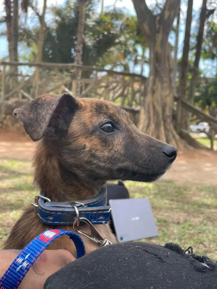 Cachorro raça SRD-ViraLata idade 1 ano nome Ragnar 