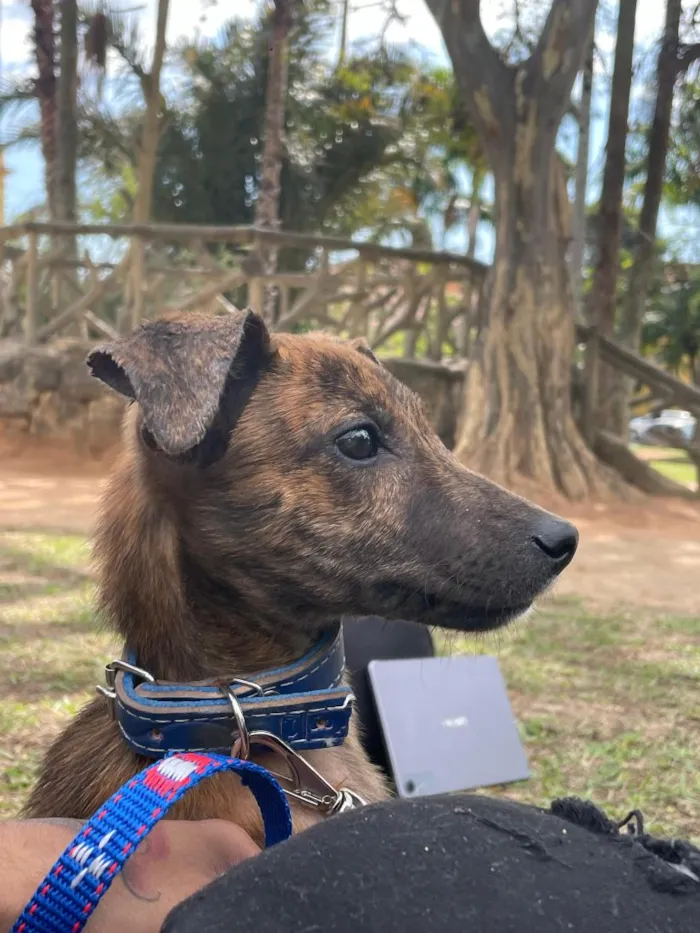 Cachorro raça SRD-ViraLata idade 1 ano nome Ragnar 