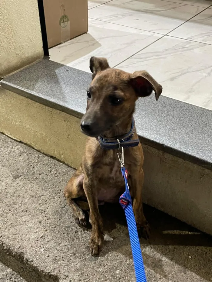 Cachorro raça SRD-ViraLata idade 1 ano nome Ragnar 