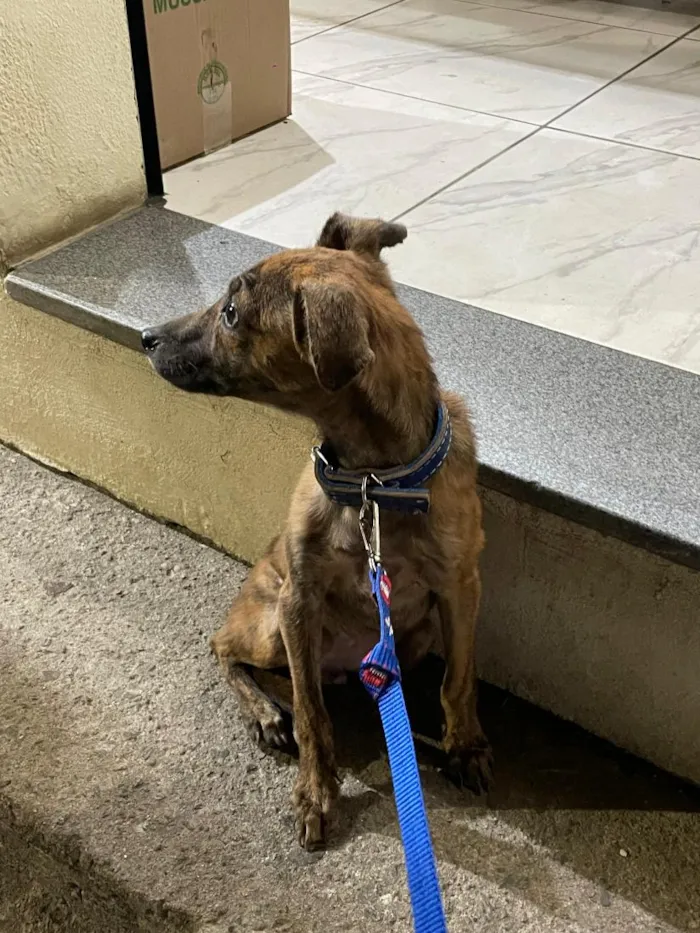 Cachorro raça SRD-ViraLata idade 1 ano nome Ragnar 