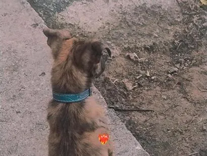 Cachorro raça SRD-ViraLata idade 1 ano nome Ragnar 