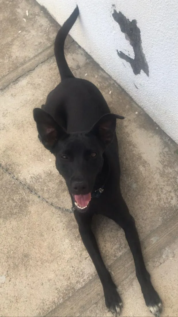Cachorro raça SRD-ViraLata idade 5 anos nome Kyra