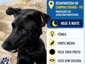 Cachorro raça SRD-ViraLata idade 5 anos nome Kyra