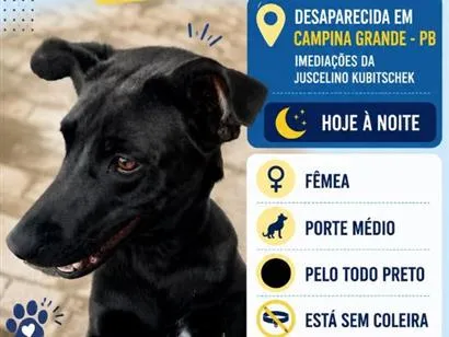 Cachorro raça SRD-ViraLata idade 5 anos nome Kyra