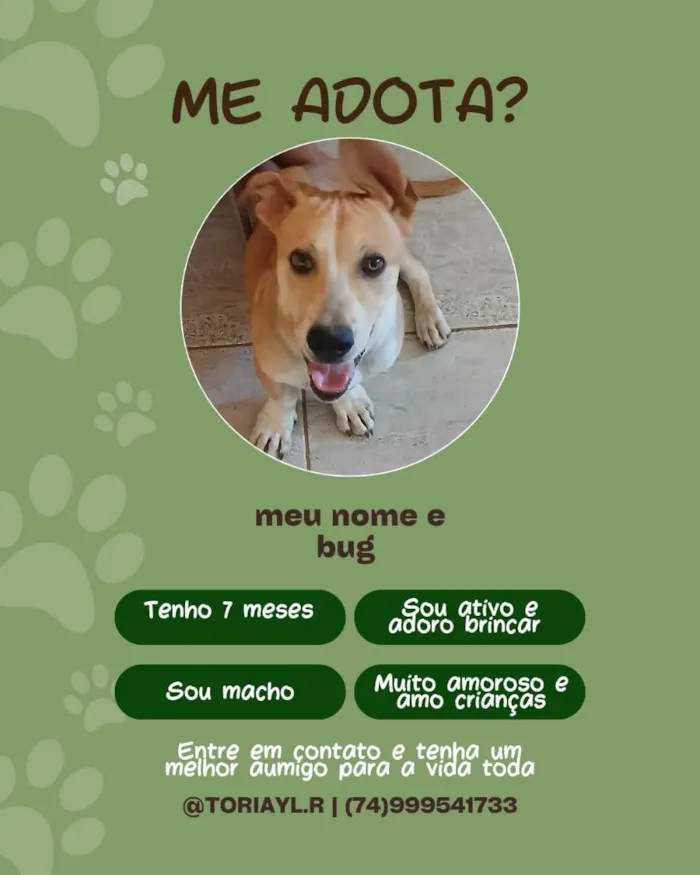 Cachorro raça SRD-ViraLata idade 7 a 11 meses nome Bug