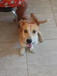 Bug