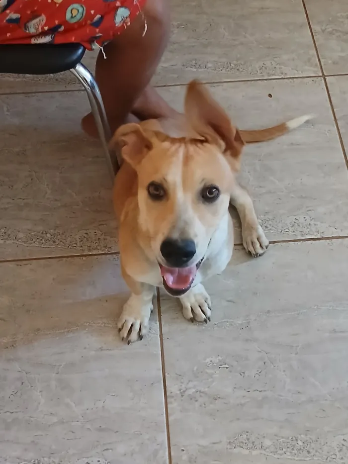 Cachorro raça SRD-ViraLata idade 7 a 11 meses nome Bug
