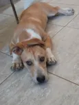 Bug