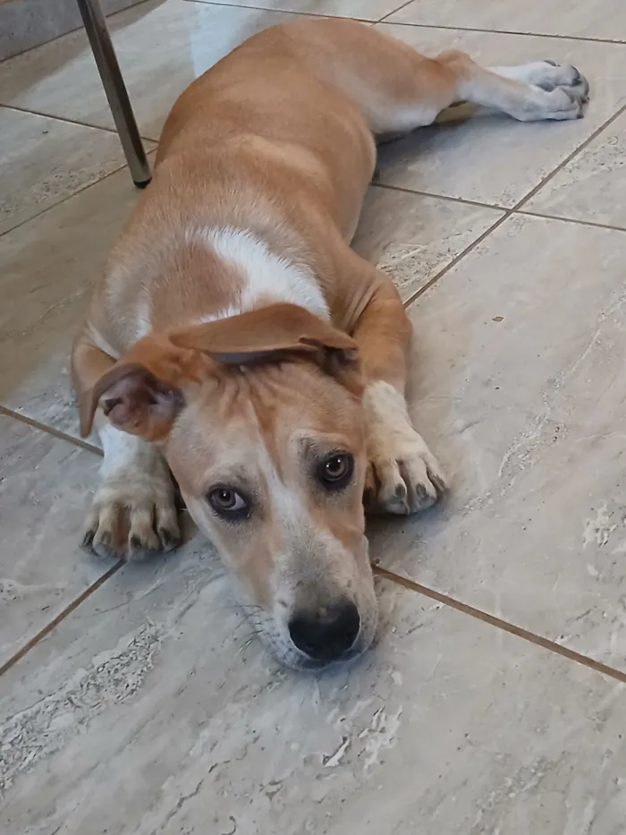 Cachorro raça SRD-ViraLata idade 7 a 11 meses nome Bug