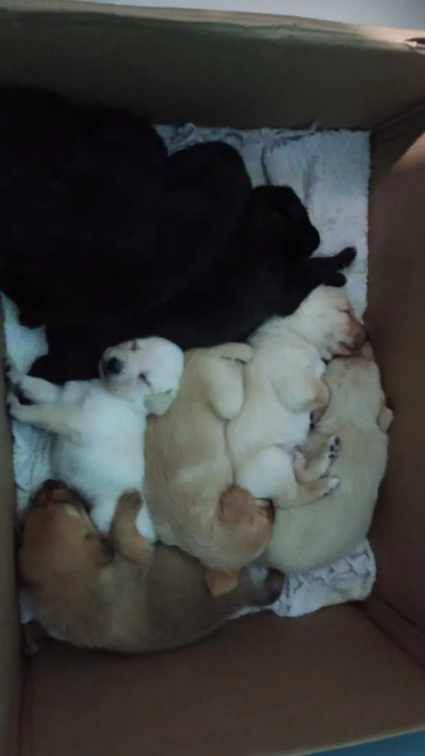 Cachorro raça SRD-ViraLata idade Abaixo de 2 meses nome Filhotes